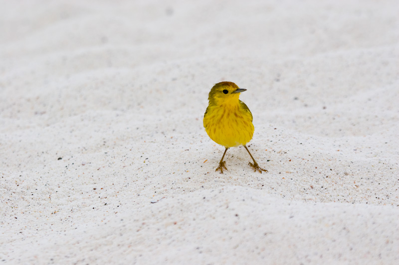 Yellow Warbler On Beach